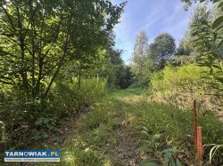 Duża działka z lasem, ponad 1,80 ha - Obrazek 1