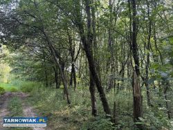 Duża działka z lasem, ponad 1,80 ha - Obrazek 3