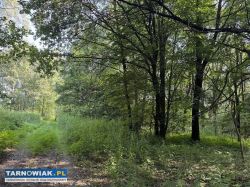 Duża działka z lasem, ponad 1,80 ha - Obrazek 4