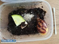 Ślimaki Afrykańskie Lissachatina fulica - Obrazek 1