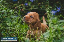 Pieski w typie Cocker spaniel - Obrazek 1