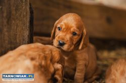 Pieski w typie Cocker spaniel - Obrazek 3