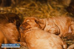Pieski w typie Cocker spaniel - Obrazek 4