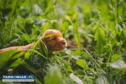 Pieski w typie Cocker spaniel - Obrazek 2