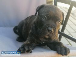 cane corso - Obrazek 1