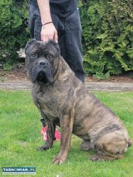 cane corso - Obrazek 2
