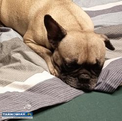 Zginął piesek, buldożek francuski - Obrazek 1