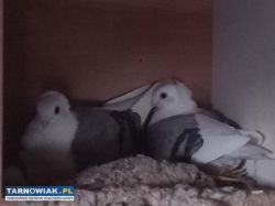 Gołębie mewki - Obrazek 1