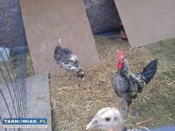 Kogutka z kwietnia zamienię - Obrazek 1