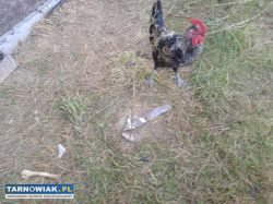 Kogutka z kwietnia zamienię - Obrazek 3