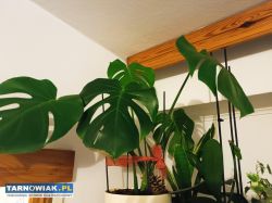 Monstera dziurawa - Obrazek 2