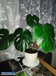 Monstera dziurawa - Obrazek 1
