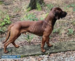 Oddam w dobre ręce Posokowce Bawarskie - Obrazek 4