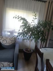 Ficus beniamina - Obrazek 1