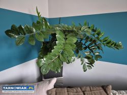 Zamioculcas duży - Obrazek 3