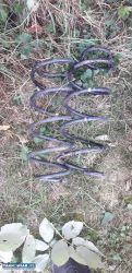 Przednie tylne sprężyny Peugeot 307Sw Kombi - Obrazek 2