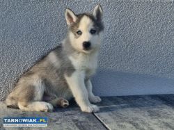 Husky :) - Obrazek 1