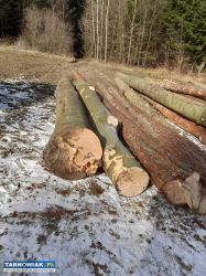 Drewno kupie tartaczne I opałowe na pniu - Obrazek 1