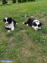 Piękna suczka border collie - Obrazek 1