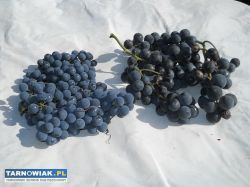 Winogrona z własnej działki. - Obrazek 2