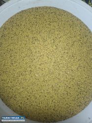 Sprzedam Nostrzyk biały tegoroczny - Obrazek 1