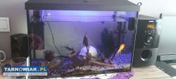 Akwarium Aquael 72 L - Obrazek 1