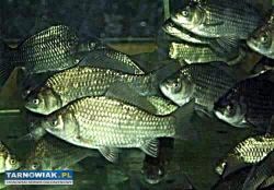 Wędkarsko-zoologiczny w Łęgu Tarnowskim informuje - Obrazek 1