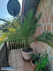 Sprzedam palme - Obrazek 1