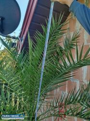 Sprzedam palme - Obrazek 2