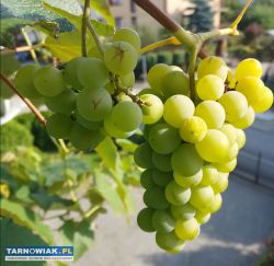 winogrono białe - Obrazek 3