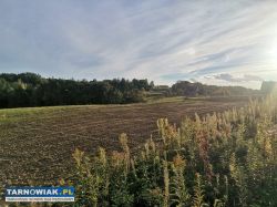Na sprzedaż – działka 36 ar Zalasowa - Obrazek 1