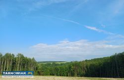 Działki z lasem - Obrazek 3