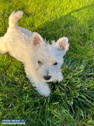 Szczeniak West Highland White Terrier - Obrazek 2