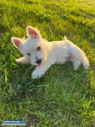 Szczeniak West Highland White Terrier - Obrazek 1